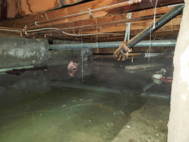 Best Flood restoration services  in Centreville, MD
